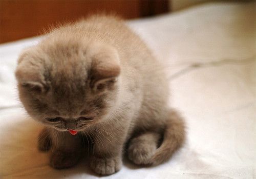 Petit chat trop mignon! 